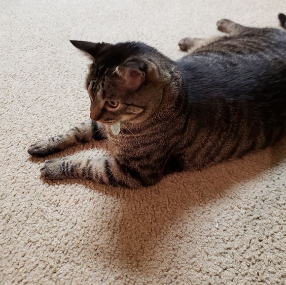 Meet your Posher, Melissa - Picture 2 of 2